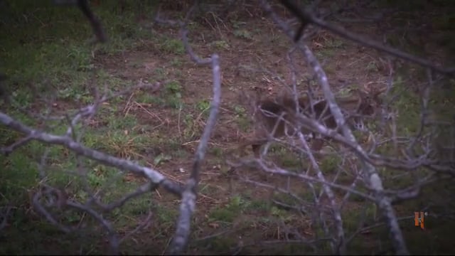 Blitz TV - Western Illinois Whitetails