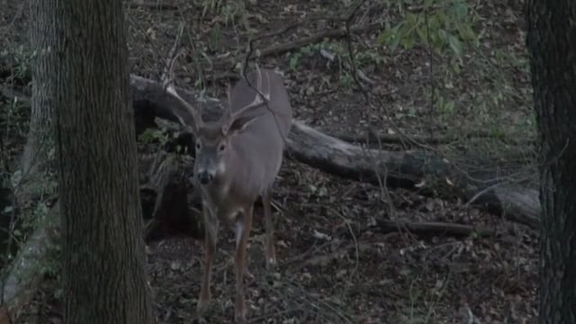 Whitetail Reign - Buckeye Bruiser and Jersey Giants
