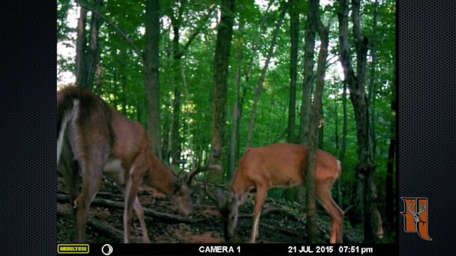Whitetail Reign - Let the Reign Begin