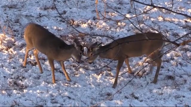 Dirt Road Outdoors TV  - Big Bucks in the Snow