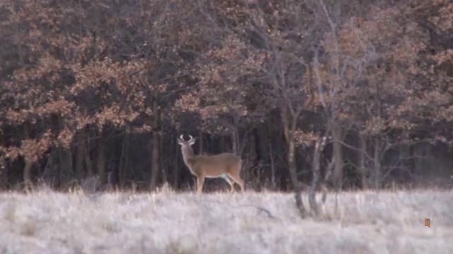 Blitz TV - Episode 6 - North Central Texas Whitetails