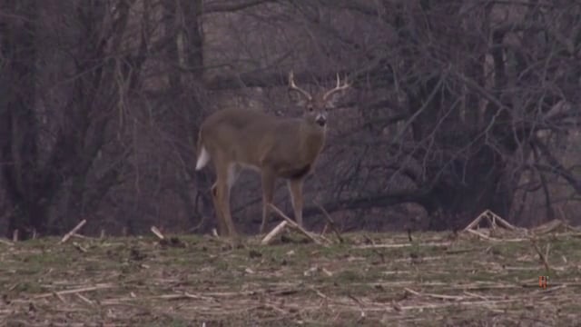 Blitz TV - Episode 5 - Backyard Bruisers