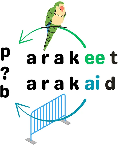 Зображення папужки над фонетичним написанням слова «parakeet», де літери «ee» виділено зеленим, і барикади під словом «barricade», де літери «ai» виділено синім. Між першими літерами кожного слова — «p» і «b» — розташований знак питання, що показує неоднозначність. Стрілки з’єднують «ee» з «p», а «ai» — з «b», підкреслюючи, що після того, як почуємо ці звуки, неоднозначність першого звуку слова зникає