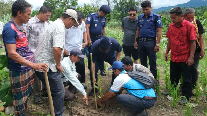 সাজেকে আড়াই লাখ কফি-কাজুবাদামের চারা বিতরণ