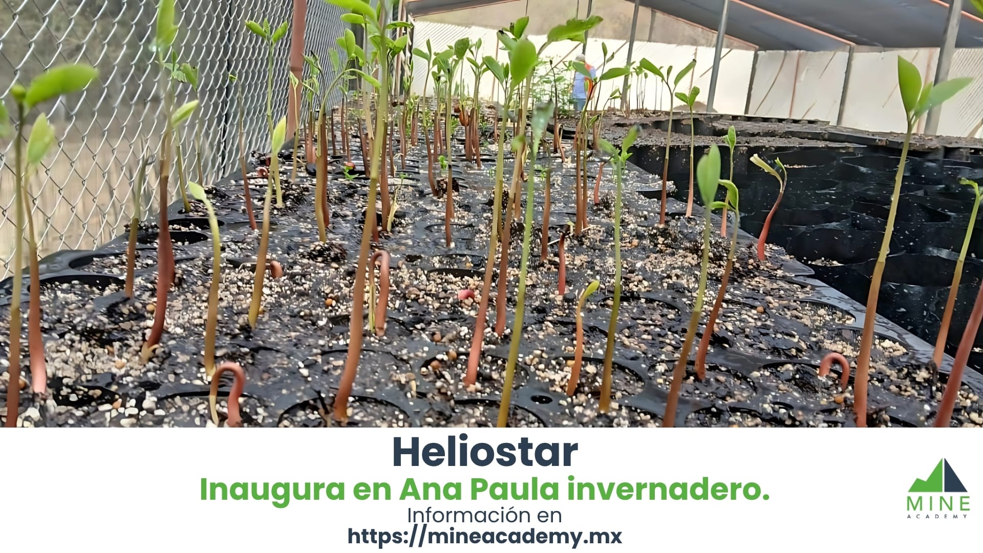 Helistar Metals inaugura en Ana Paula invernadero, con materiales reciclados.