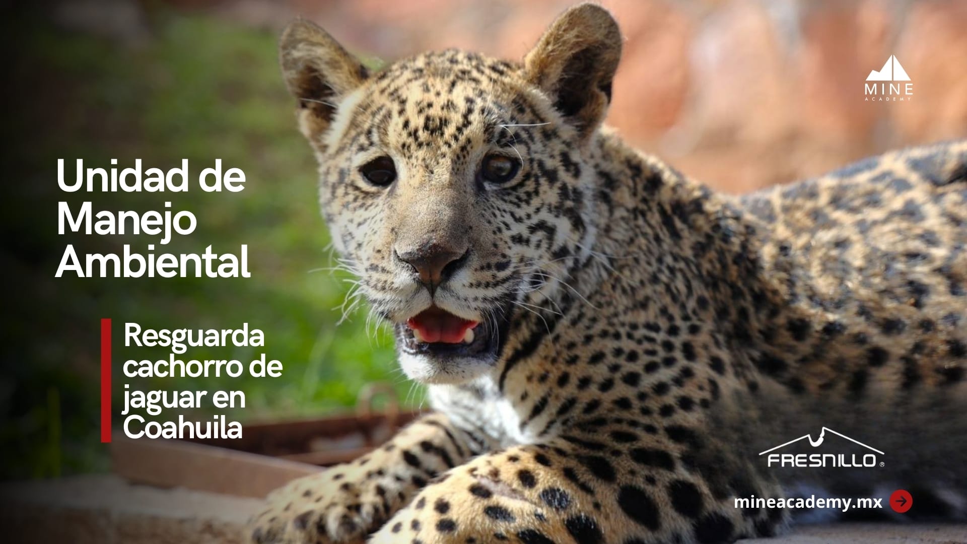 Unidad de Manejo Ambiental de Fresnillo plc resguarda temporalmente a cachorro de jaguar en Coahuila