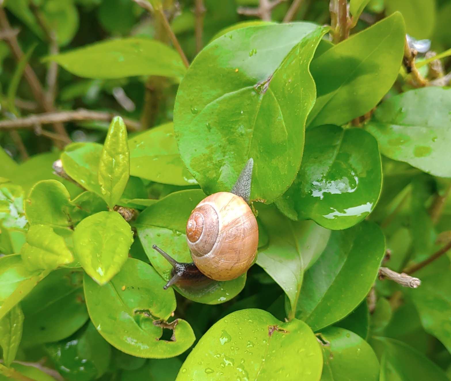 A macro shot. A light brownish shelled snail with sunlight above. It is perched on a small leaf on a shrub surrounded by other leaves. It is fresh after a rain and they are all wet, some leaves contain pools of water, and they and very bright and verdant spring green after the fresh rain. The snail has a cute triangular tail and it's little eye feelers are pointed out with little bulbs on the end. The snail body is dark brown with 2 black stripes on it.