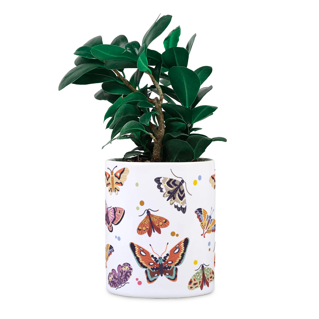 Butterfly Desk Planter | Ceramic Pot | Sand Packet Included thumbnail 3