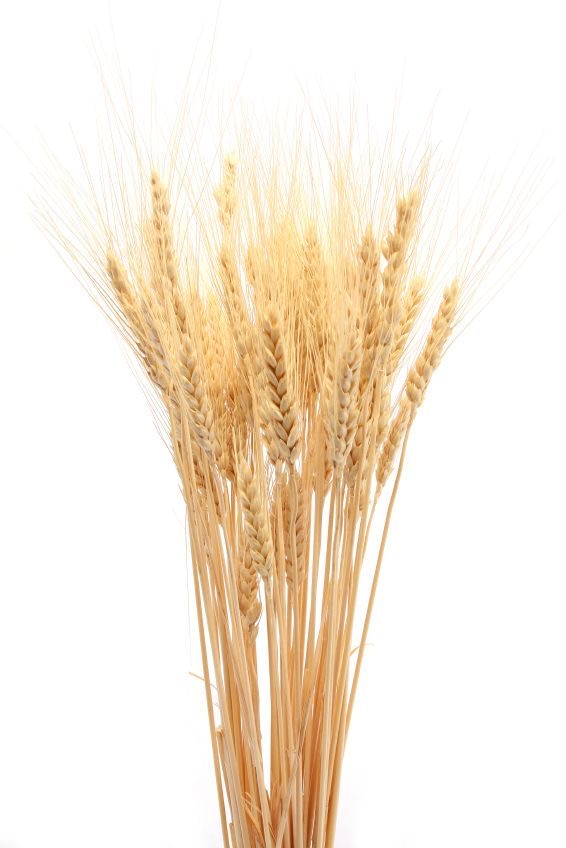 Wheat Grass Dried Flowers - Set of 30-40 Stems