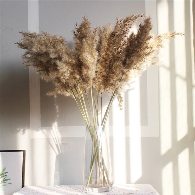 Brown Pampas XL Dried Flowers Bunch | Set of 5 Stems