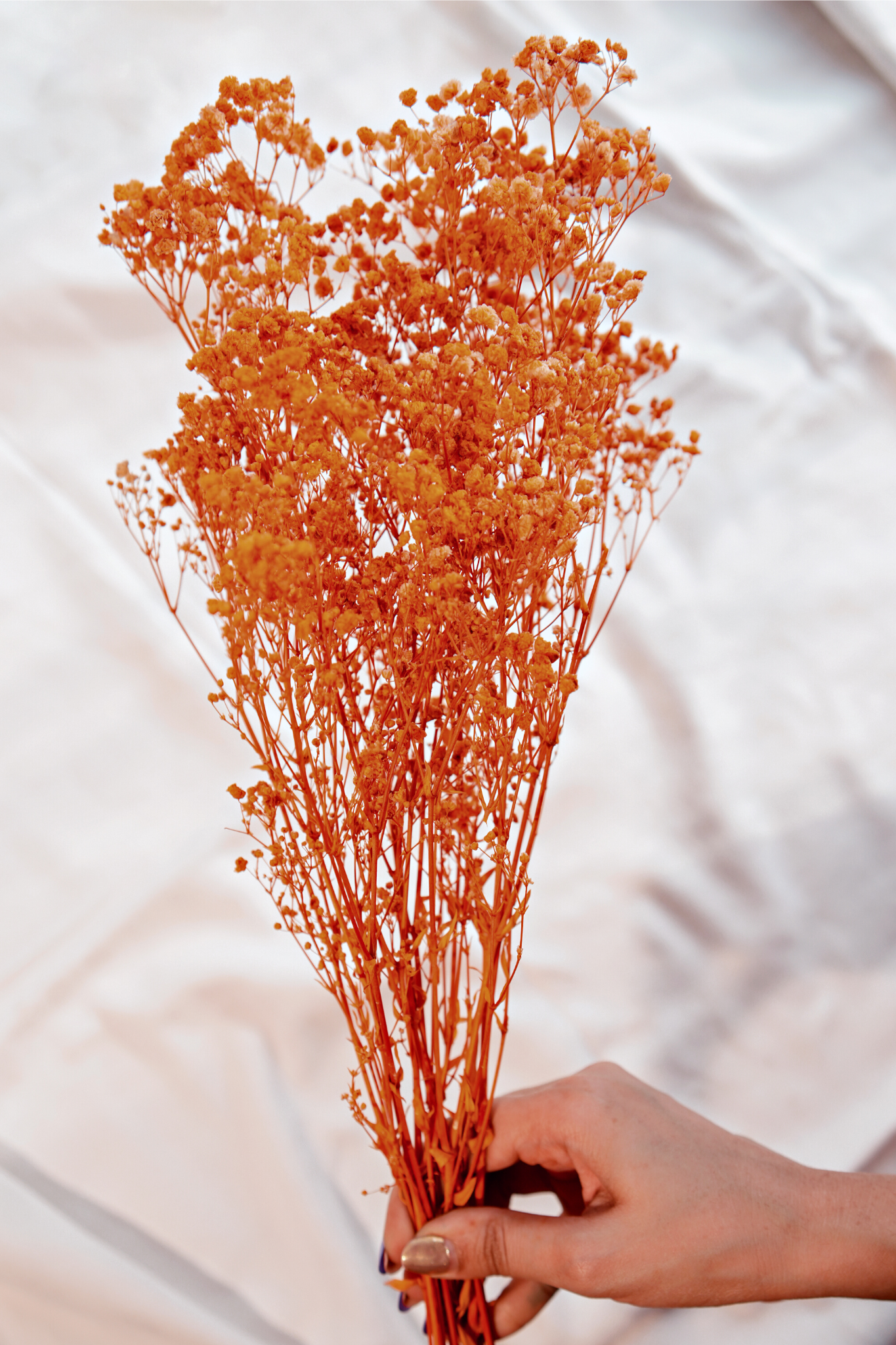 Baby's Breath | Dried Flower | Home Decor