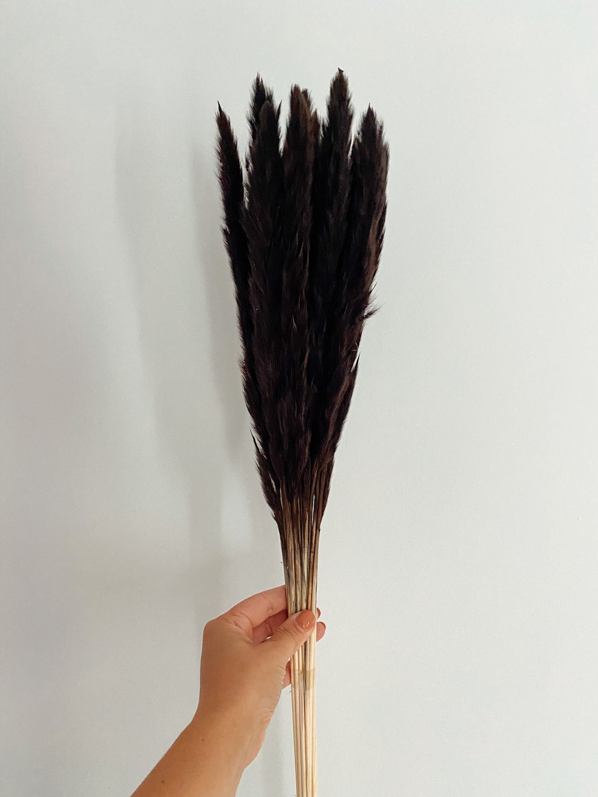 Black Mini Pampas | Dried Flowers | 10 Stems