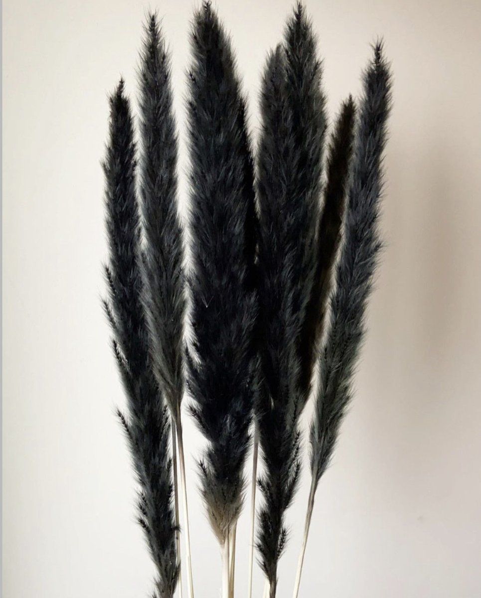 Black Mini Pampas | Dried Flowers | 10 Stems thumbnail 4