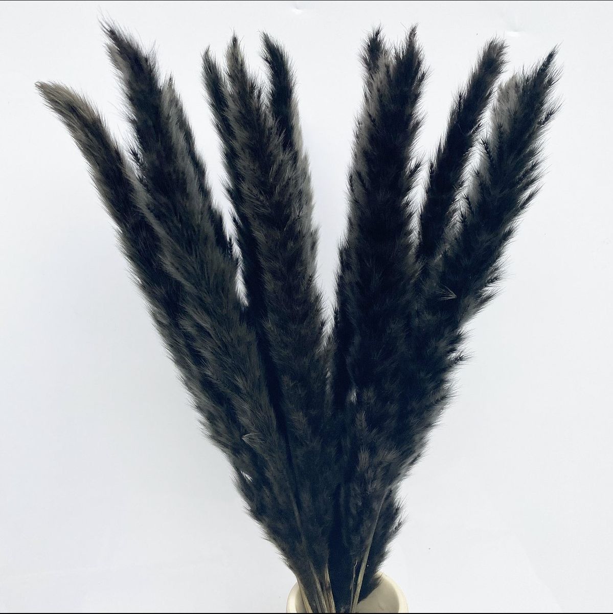 Black Mini Pampas | Dried Flowers | 10 Stems thumbnail 2