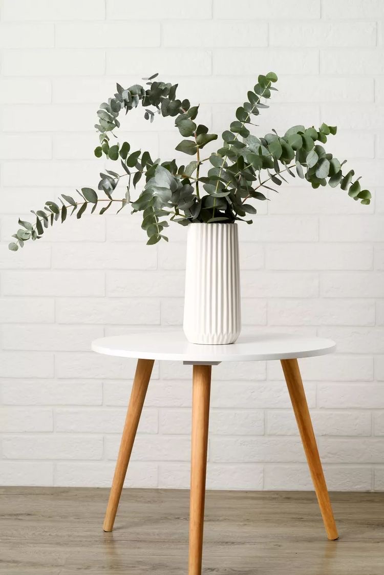 Green Eucalyptus Dried Flowers Bunch | 3-5 Stems