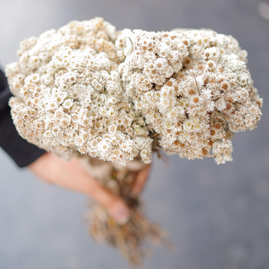 White Daises | Dried Flowers | 30 Stems | Artificial