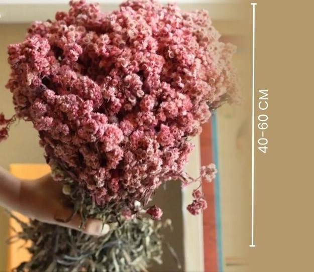 Pastel Pink Daisies Dried Flowers Bunch | Set of 30 Stems thumbnail 2