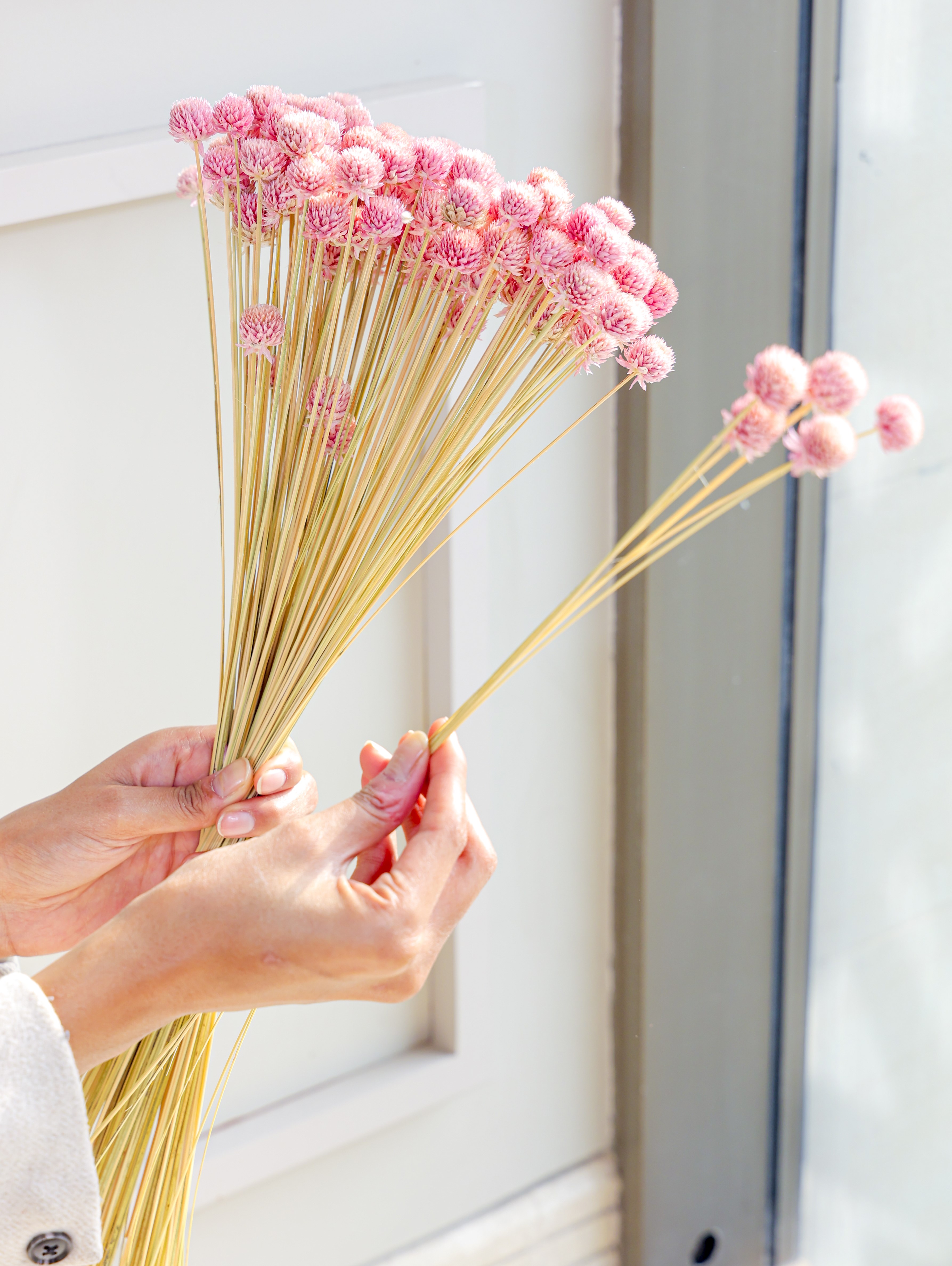 Gomphrena Light Pink Dried Flowers Bunch | Set of 25 Stems