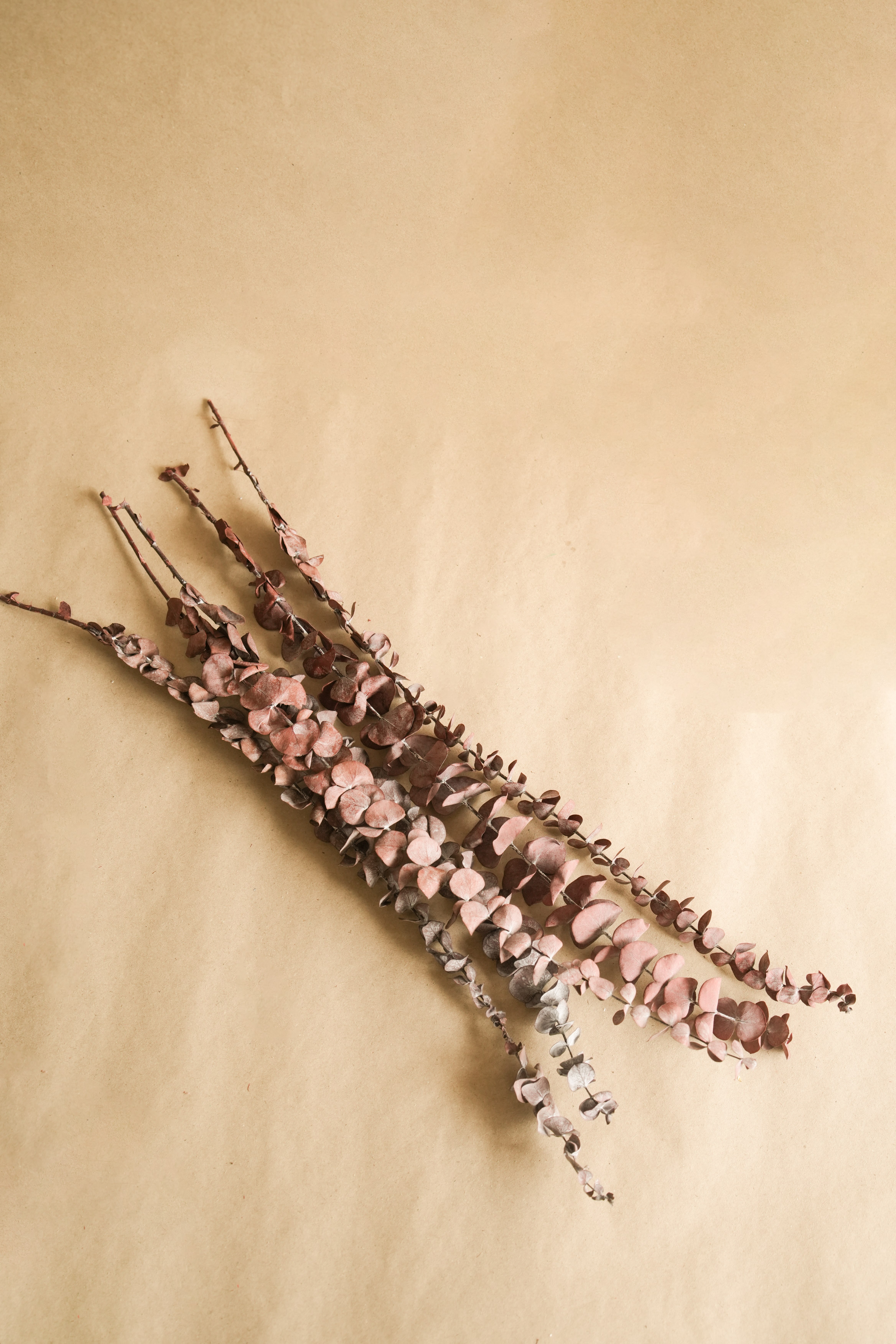 Brown Eucalyptus Dried Leaves | Set of 5 Stems | Artificial thumbnail 3