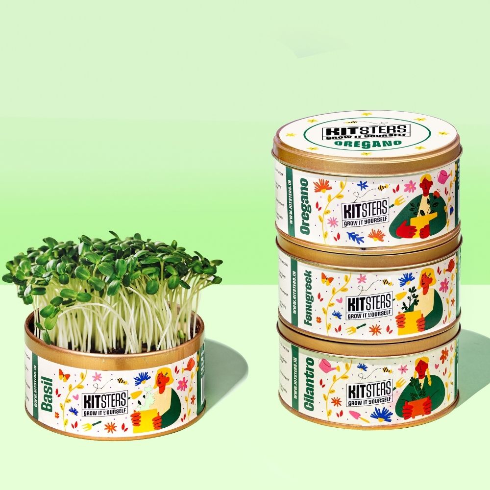 Grow in a Can DIY Plant - Pack of 4 | Basil, Cilantro, Fenugreek, Oregano | Kitchen Herbs