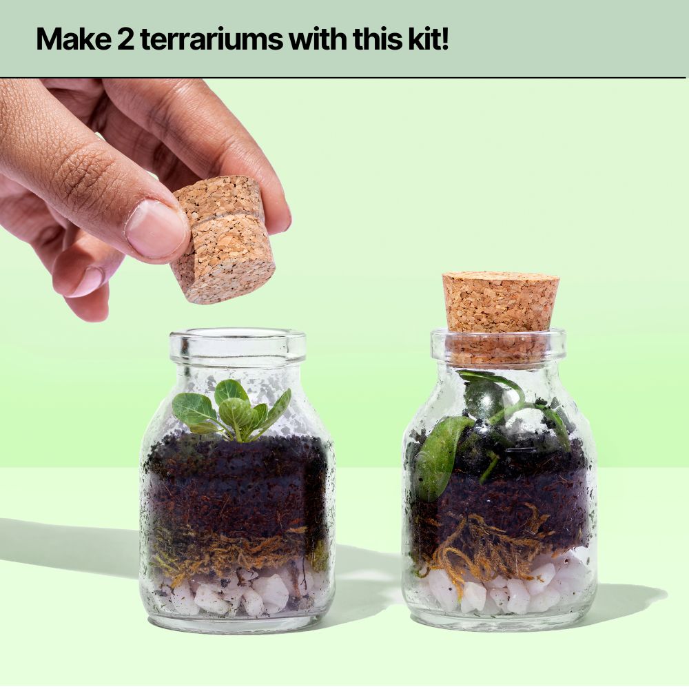 DIY Mini Terrarium Plant Kit thumbnail 3