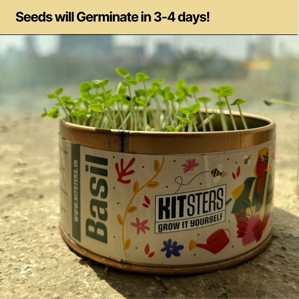 Grow in a can - Fenugreek thumbnail 3