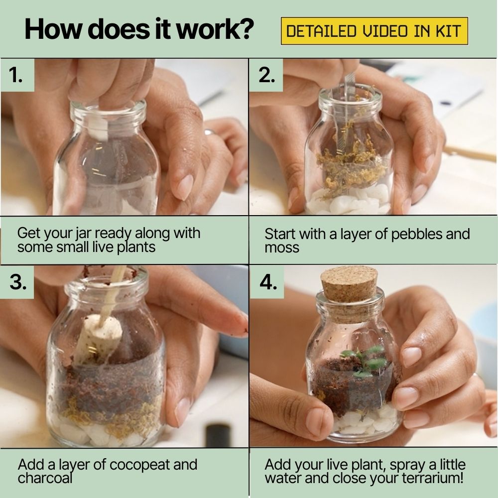 DIY Mini Terrarium Plant Kit thumbnail 4