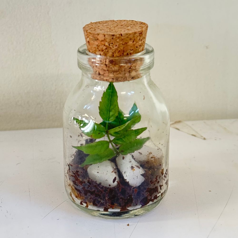 DIY Mini Terrarium Plant Kit thumbnail 6