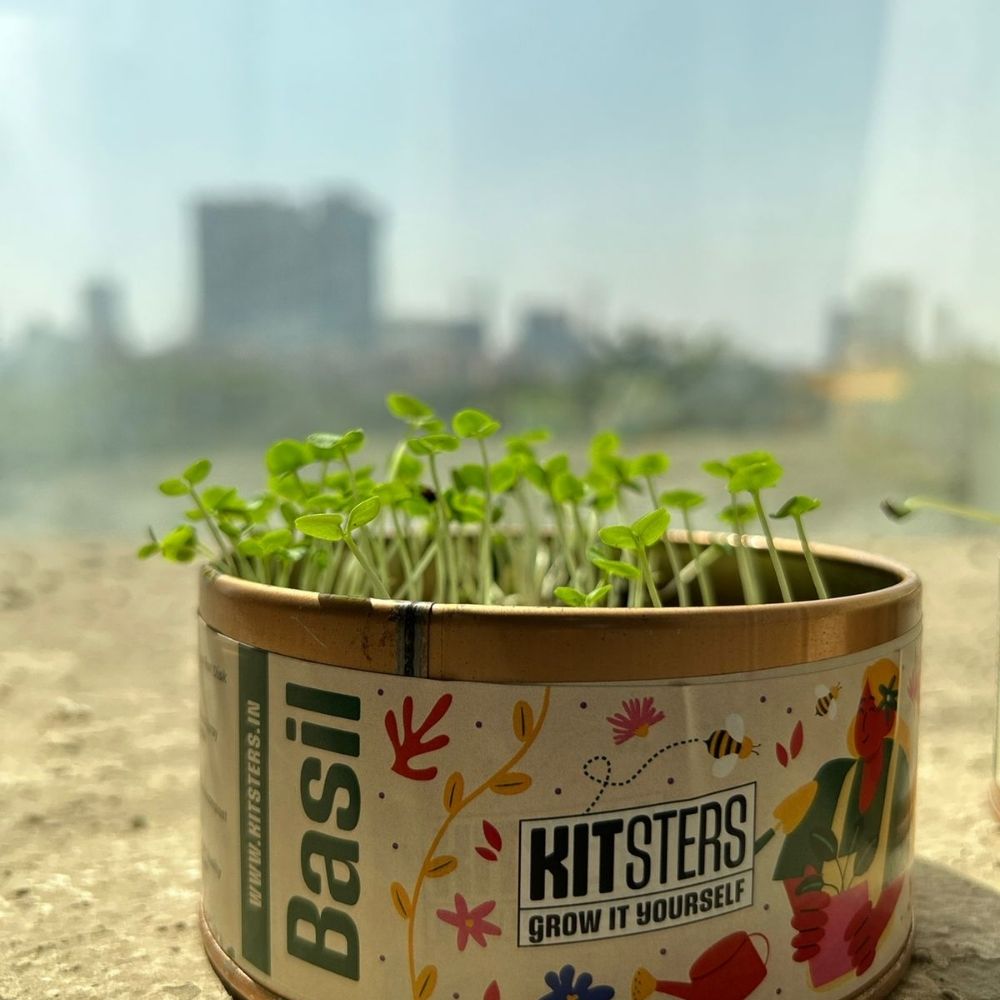 Grow in a can - Cilantro thumbnail 6